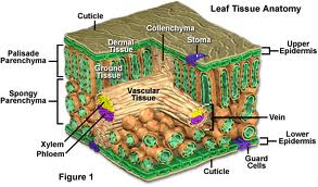 A Small Hole In The Epidermis Of A Leaf Throu... - Flashcard