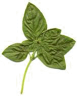 NAME: Sweet Basil (Ocimum Basilicum) DES... - Flashcard