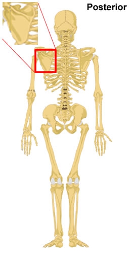 Scapula  - Flashcard