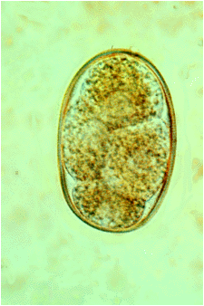 Ancylostoma Or Uncinaria - Flashcard