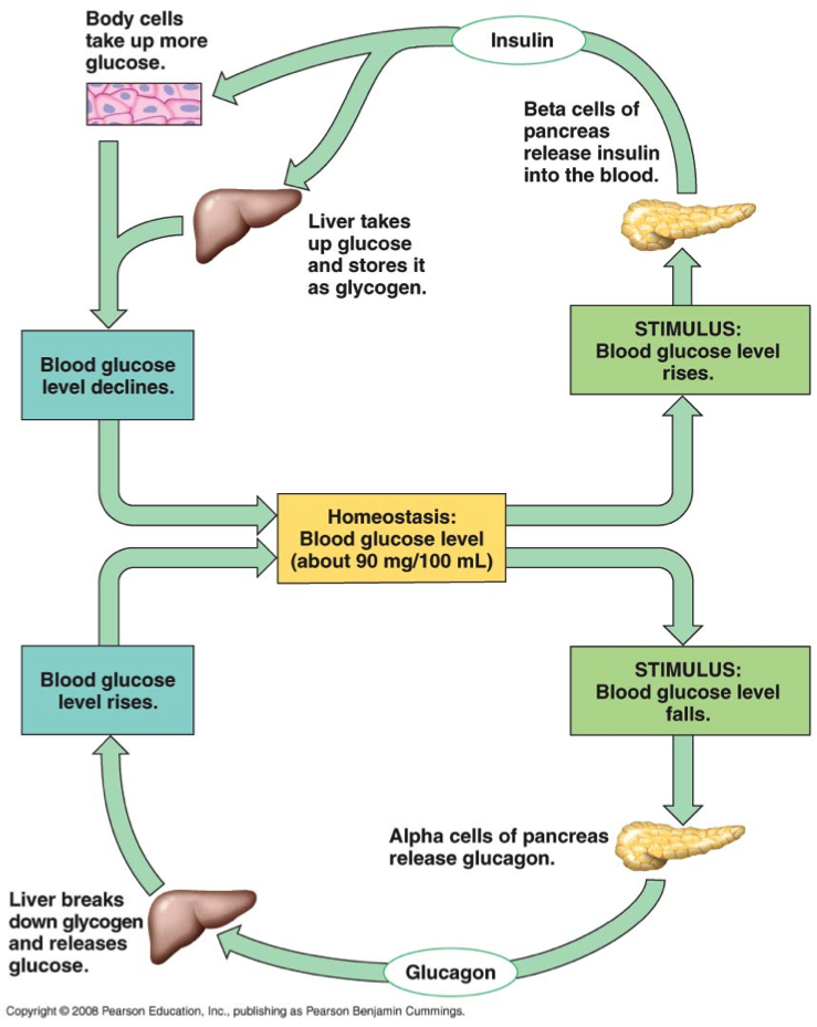 14In Pancreas, _____ Cells Make Glucagon When... - Flashcard