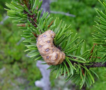 Pinus Bankisana (Jack Pine) - Flashcard
