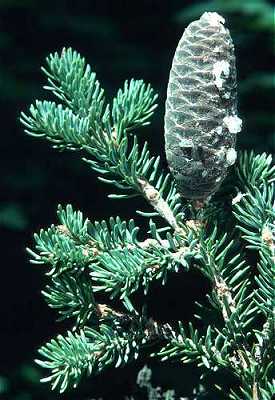 Abies Balsamea (balsam Fir) - Flashcard