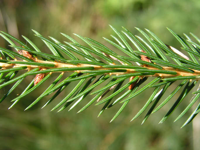 Picea Mariana (black Spruce) - Flashcard