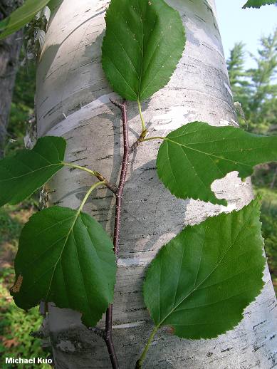 Betula Papyrifera (paper Birch) - Flashcard