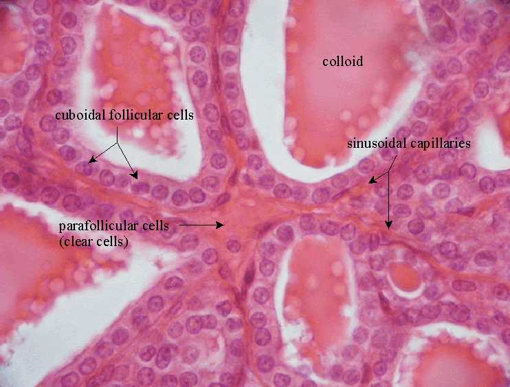 Where Is Colloid, Thyroid Follicles, Follicle... - Flashcard