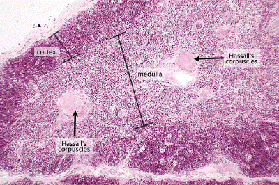 Where Is Hassall's Corpus? - Flashcard