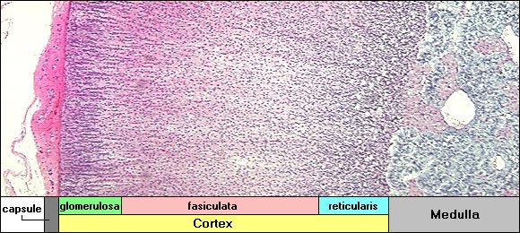 Where Is This?  Capsule, Zona Glomerulos... - Flashcard