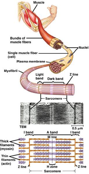 Describe The Arrangement Of The Sarcomere!! (... - Flashcard