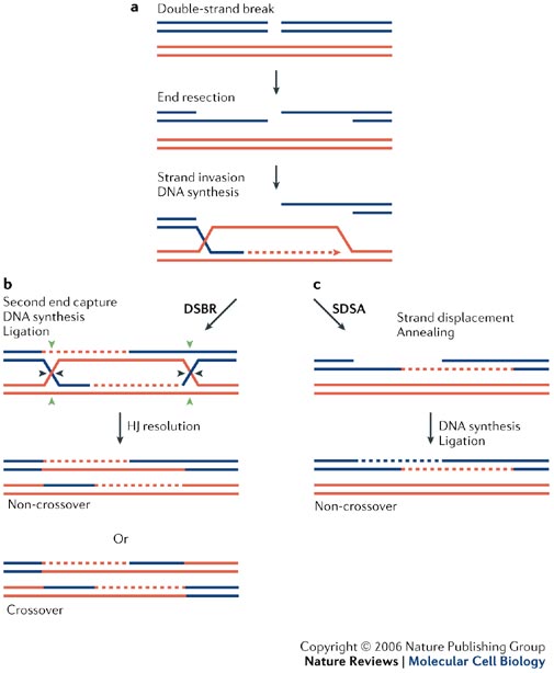 Major Events Of Homologous Recombination - Flashcard