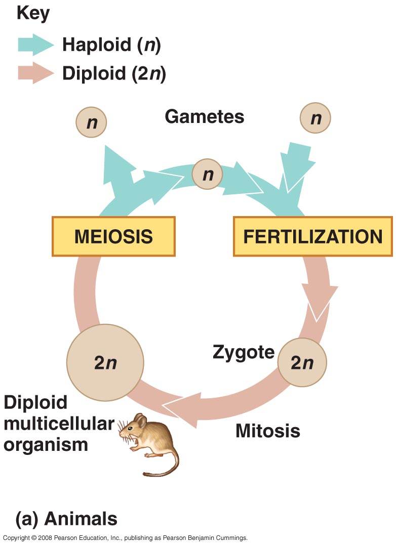 In Diploid Animals When In The Reproductive C... - Flashcard