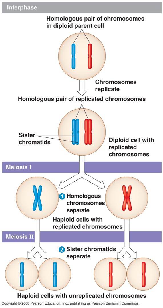 Draw Meiosis, Please And Thank You!! - Flashcard