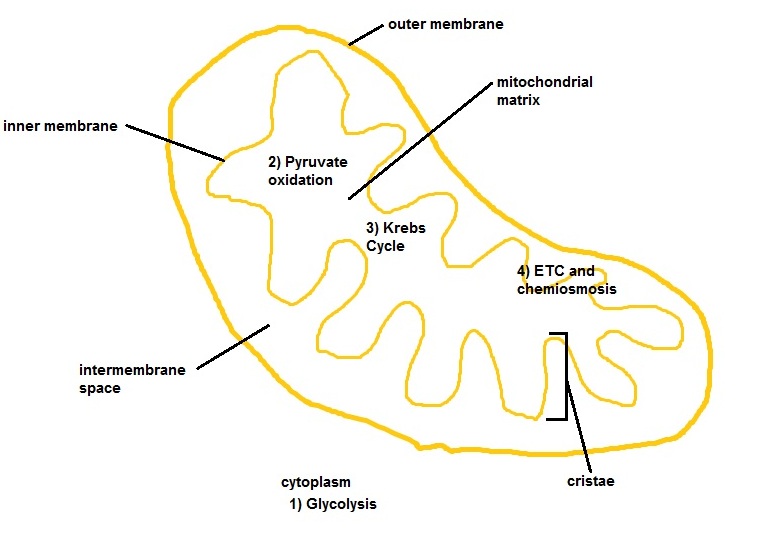 Draw And Label The Mitochondria. Indicate Whe... - Flashcard