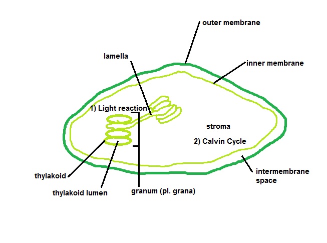 Draw And Label The Chloroplast. Indicate Wher... - Flashcard