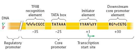 (Transcription)Draw PolII Promoter Structure - Flashcard