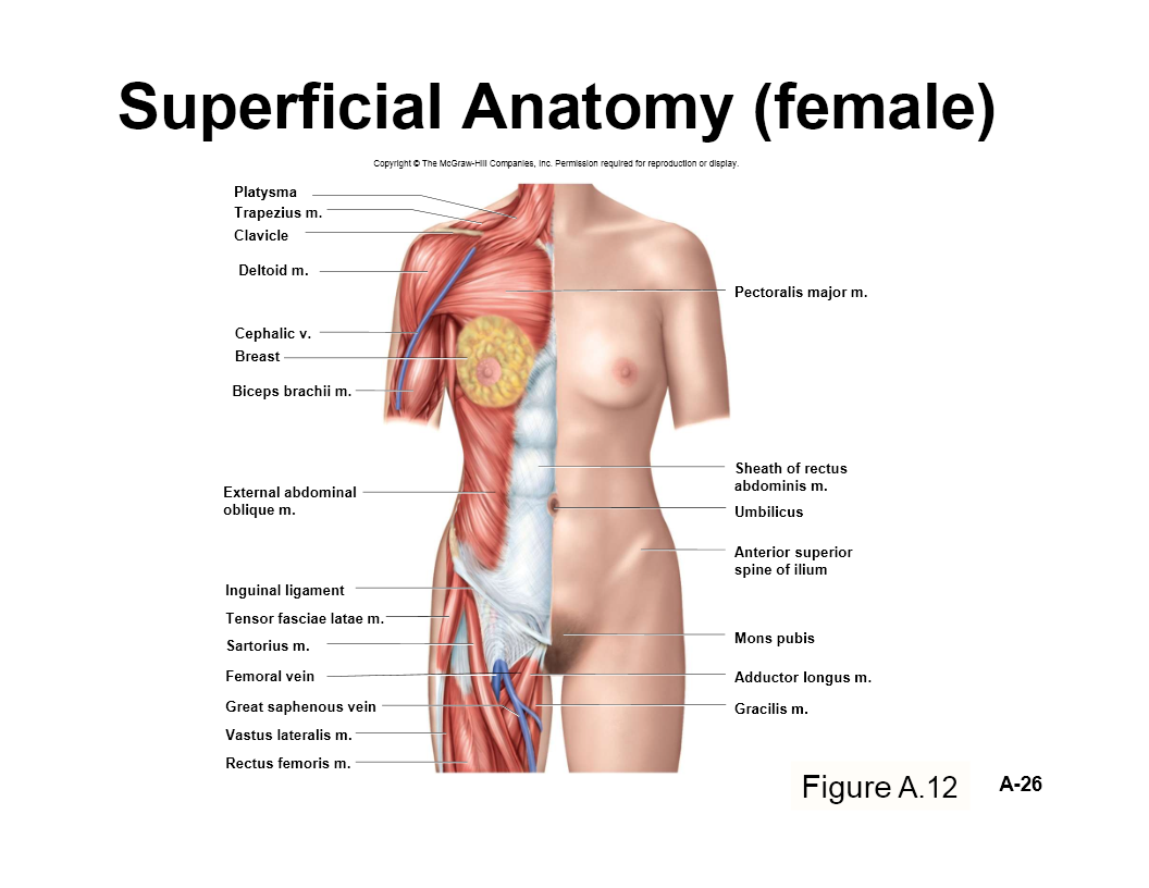 Superficial Anatomy (female) - Flashcard