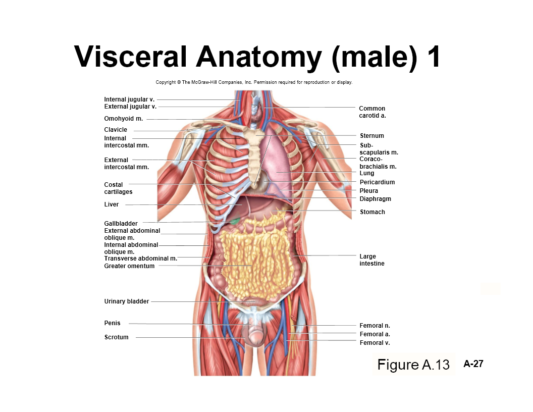 Visceral Anatomy (male) - Flashcard