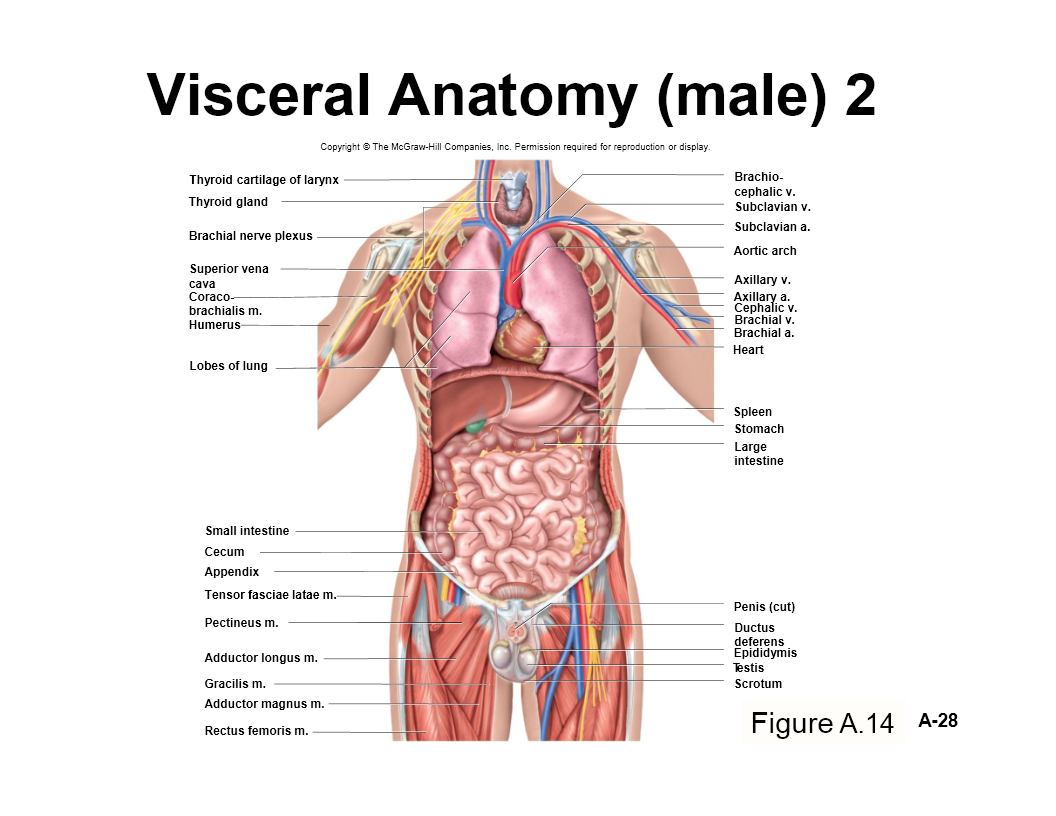 Visceral Anatomy (male)(2) - Flashcard