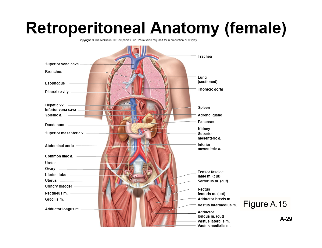 Retroperitoneal Anatomy (female) - Flashcard
