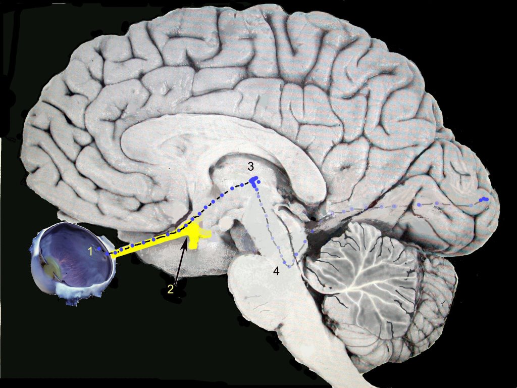 Зрительный нерв в головной мозг. Головной мозг. Зрительные центры головного мозга. Зрительный центр в коре головного мозга. Зрительное восприятие мозг.