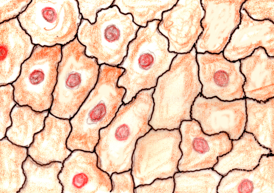 Simple Squamous Epithelium[Think Squamous=sca... - Flashcard