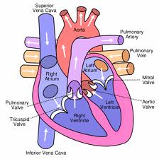 Where Is The Aorta? - Flashcard