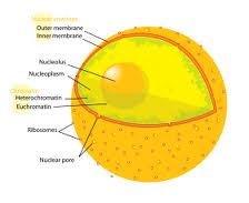 Nucleus - Flashcard