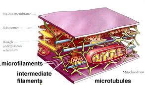 Cytoskeleton - Flashcard