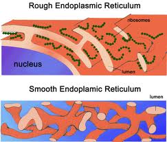 Endoplasmic Reticulum - Flashcard