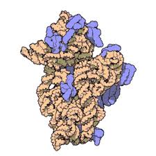 Ribosome - Flashcard