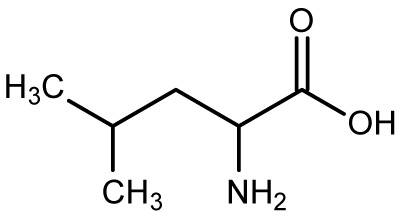 Leucine - Flashcard