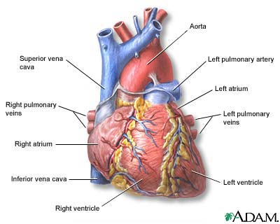 Identify The Main Vessels And Chambers In Thi... - Flashcard