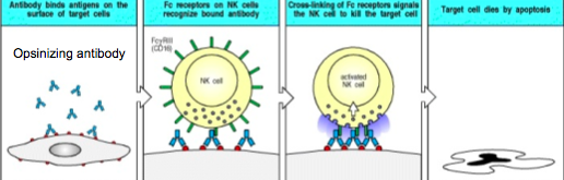 NK Cells Express Fc Receptors That Drive ADCC... - Flashcard