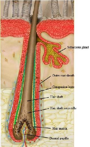 Provides Structure For Hair That Is Present O... - Flashcard