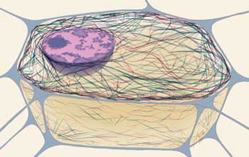 Cytoskeleton - Flashcard