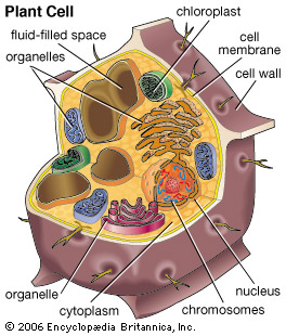 Vacuoles - Flashcard