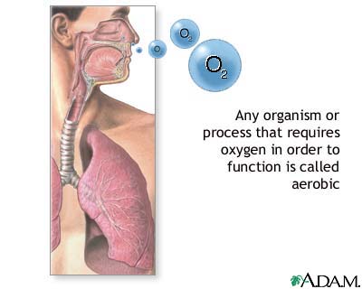 Aerobic - Flashcard