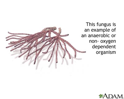 Anaerobic - Flashcard