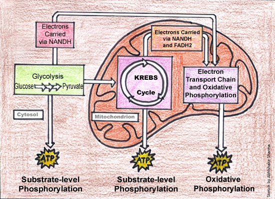 Cellular Respiration - Flashcard