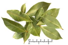 Bay Leaves - Flashcard