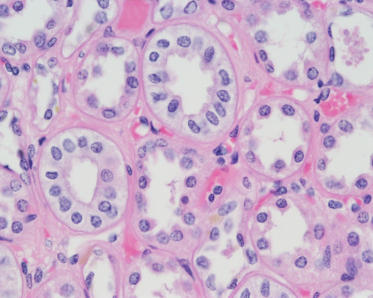 Simple Cuboidal Epithelium - Flashcard