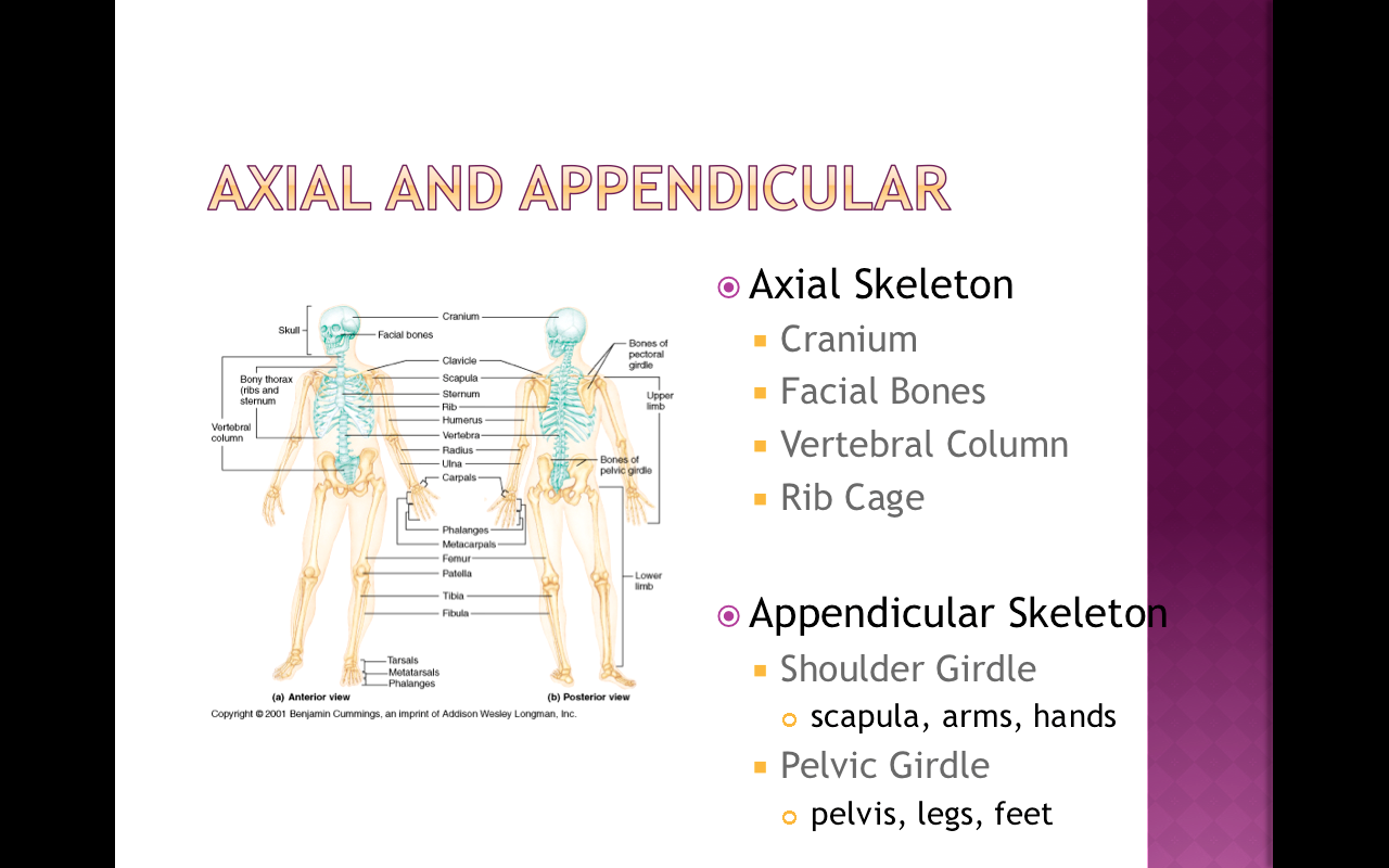 What Does The Axial Skeketon And Appendicular... - Flashcard