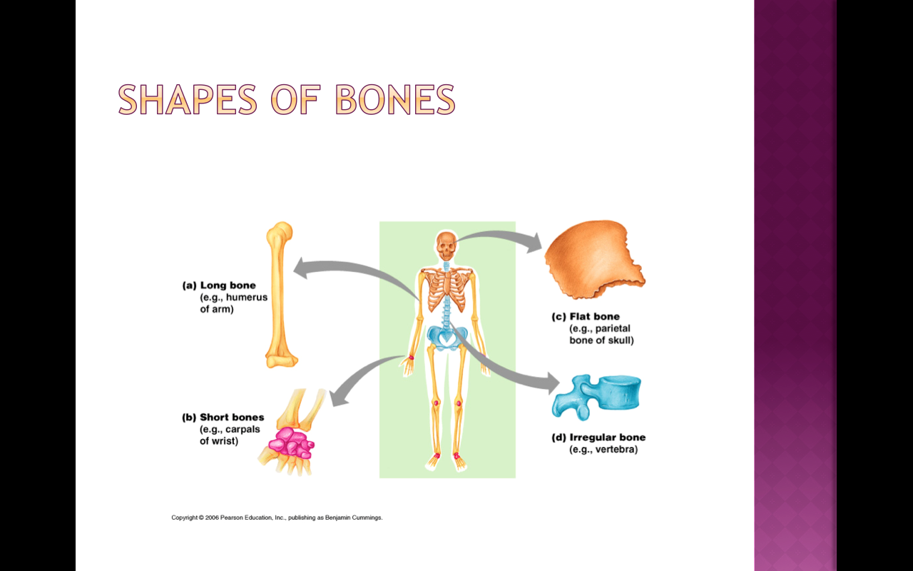 Shapes Of Bones - Flashcard