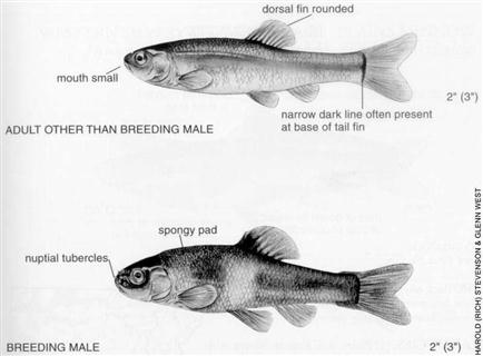 Name - Flashcard