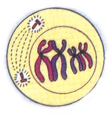 Meiosis Quiz For Tenth Graders - Quiz