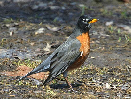 Ground Feeder - Flashcard