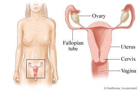 Ovary - Flashcard