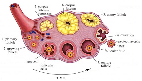 Ovulation - Flashcard