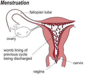 Menstruation - Flashcard