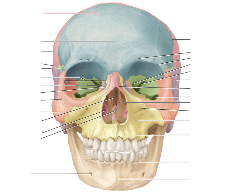 Cranial Bones and Markings Flashcards - Flashcards